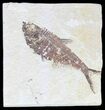 Bargain, Diplomystus Fossil Fish - Wyoming #56242-1